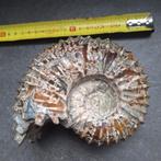 Prachtige Amoniet Fossiel, Verzamelen, Mineralen en Fossielen, Ophalen of Verzenden