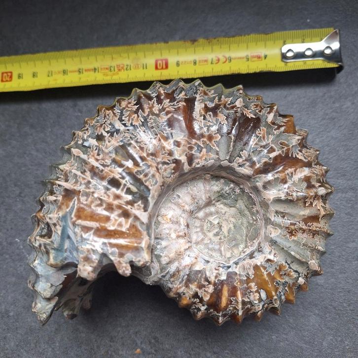 Prachtige Amoniet Fossiel, Verzamelen, Mineralen en Fossielen, Ophalen of Verzenden
