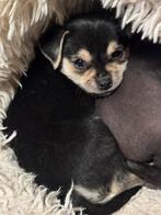 Chihuahua Kruizing peruaanse mini naakthond, Dieren en Toebehoren, Honden | Chihuahua's en Gezelschapshonden, Rabiës (hondsdolheid)