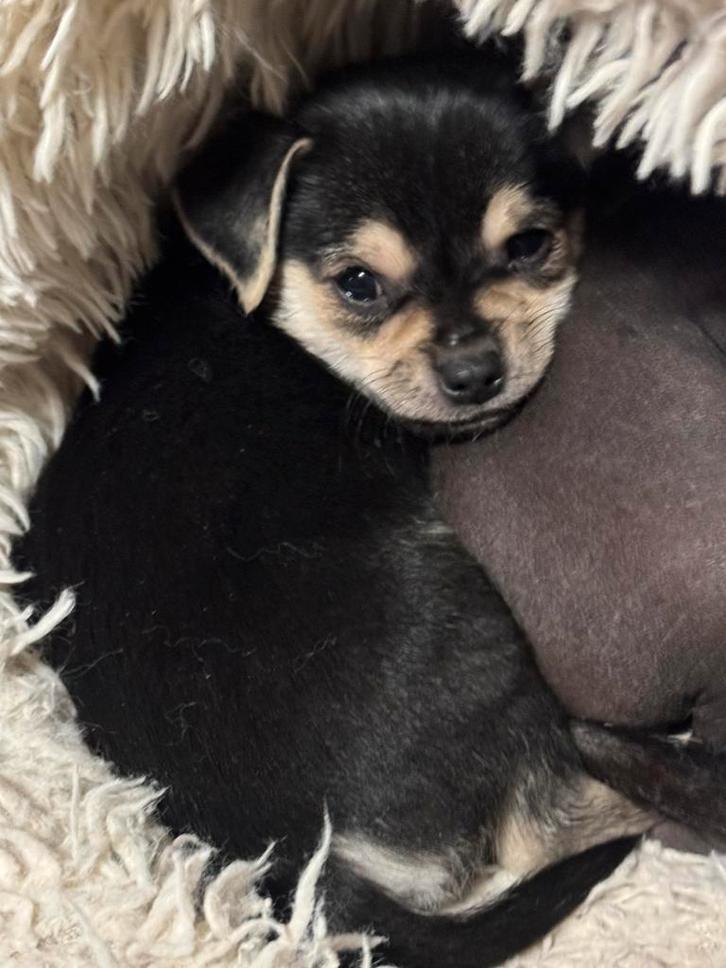 Chihuahua Kruizing peruaanse mini naakthond, Dieren en Toebehoren, Honden | Chihuahua's en Gezelschapshonden, Reu, Chihuahua, Particulier