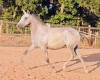 Ulala – 1,5-jarige Lusitano merrie te koop, Dieren en Toebehoren, Paarden, Merrie, Niet van toepassing, Gechipt, 0 tot 2 jaar