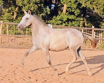 Ulala – 1,5-jarige Lusitano merrie te koop  beschikbaar voor biedingen