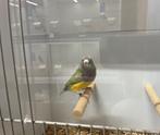 Gouldamadine, Dieren en Toebehoren, Vogels | Overige Vogels, Mannelijk, Tropenvogel, Geringd