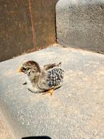 Barnevelder zilver gezoomd (groot), Dieren en Toebehoren, Pluimvee, Meerdere dieren, Kip