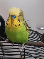 Te koop een Grasparkiet, Mannelijk, Tropenvogel, Tam