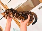 Bengalen met spoed, Dieren en Toebehoren, Katten en Kittens | Raskatten | Korthaar, Poes, Gechipt, 0 tot 2 jaar