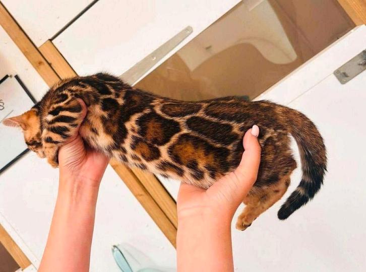 Bengalen met spoed, Dieren en Toebehoren, Katten en Kittens | Raskatten | Korthaar, Poes, 0 tot 2 jaar, Met stamboom, Gechipt