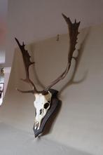 damhert gewei  in mooie staat   hert, Ophalen of Verzenden, Gebruikt, Hert, Gewei of Kop