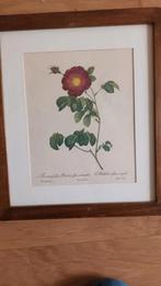Botanische Prent - Roos, Antiek en Kunst, Kunst | Tekeningen en Foto's, Ophalen