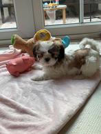 Prachtige Boomer  pups!, Dieren en Toebehoren, 8 tot 15 weken, Meerdere, Nederland, Particulier