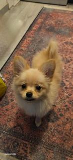 Puppy, Dieren en Toebehoren, Honden | Chihuahua's en Gezelschapshonden, Rabiës (hondsdolheid), 8 tot 15 weken, Teef, Eén hond