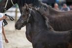 Fries hengstveulen van Elias 494, Dieren en Toebehoren, Paarden, Dressuurpaard, 0 tot 2 jaar, Hengst, Onbeleerd
