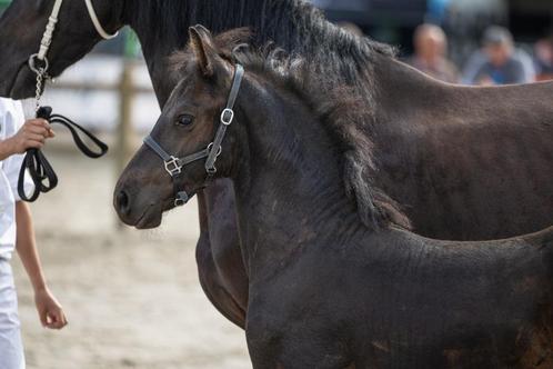 Fries hengstveulen van Elias 494, Dieren en Toebehoren, Paarden, Hengst, Onbeleerd, 165 tot 170 cm, 0 tot 2 jaar, Dressuurpaard