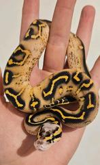 Pastel freeway, Dieren en Toebehoren, Reptielen en Amfibieën, Slang, Tam, 0 tot 2 jaar