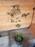 Paarse besjesplant. Callicarpa bodinieri 'profusion', Tuin en Terras, Planten | Tuinplanten, Ophalen, Zomer, Volle zon