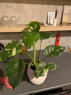 Monstera Thai Constellation, Huis en Inrichting, Kamerplanten, Ophalen, Halfschaduw, Minder dan 100 cm