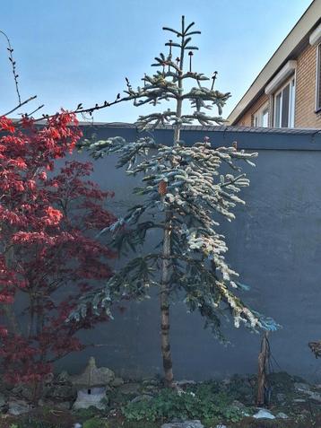 Abies Procera Glauca,  Blauwspar beschikbaar voor biedingen