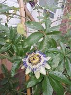 Passie bloem stek, Ophalen, Zomer, Overige soorten, Volle zon