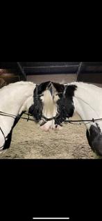 Langzaam aan opzoek naar verzorger voor lieve tinker merrie, Ophalen of Verzenden, Nieuw, Dressuur