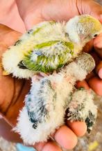 2 supertamme mega lieve Dwergapepagaaien te koop!, Dwergpapegaai of Agapornis