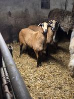 Tekoop 2 mooie Barbados black belly, Dieren en Toebehoren, Schapen, Geiten en Varkens, Vrouwelijk, Schaap