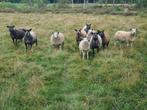 Fokschapen, Dieren en Toebehoren, Schapen, Geiten en Varkens