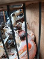 t.k. mooie jongen koppels harlekijn-kanaries dec 2024, Meerdere dieren, Kleurkanarie