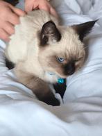 Tommy – Prachtige Ragdoll kitten te koop, Dieren en Toebehoren, Katten en Kittens | Raskatten | Langhaar, Kater, Ontwormd, 0 tot 2 jaar