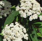 (winter)groene, één- meerstammige, struiken, bomen,  GRATIS, Tuin en Terras, Ophalen, Overige soorten, Volle zon