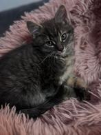 Kwart maine coon kitten, Dieren en Toebehoren, Katten en Kittens | Overige Katten, Poes