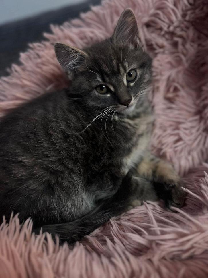 Kwart maine coon kitten, Dieren en Toebehoren, Katten en Kittens | Overige Katten, Poes