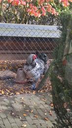 Jonge haan gratis, Dieren en Toebehoren, Pluimvee, Mannelijk, Kip