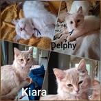 Ragdoll kittens mogen verhuizen, Dieren en Toebehoren, Katten en Kittens | Raskatten | Langhaar, Meerdere dieren, Gechipt, 0 tot 2 jaar
