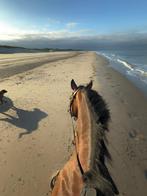 Gezocht paard, Ophalen of Verzenden
