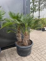 Meerstammige Trachycarpus wagnerianus palmbomen te koop!!, In pot, Halfschaduw, Ophalen of Verzenden, 100 tot 250 cm