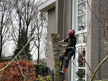 Treeworx boomverzorging  beschikbaar voor biedingen