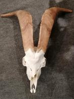 schedel van een bok, Ophalen of Verzenden, Schedel