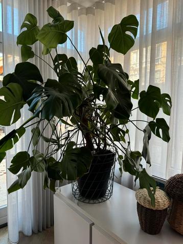 Grote Monstera incl pot 1.10x1.20 m beschikbaar voor biedingen