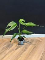 Monstera Burle Marx Flame - Zeldzame kamerplant, Huis en Inrichting, Kamerplanten, Ophalen, Overige soorten, Halfschaduw, In pot