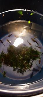 Guppen ruil, Dieren en Toebehoren, Vissen | Aquariumvissen, Vis, Zoetwatervis, Schoolvis