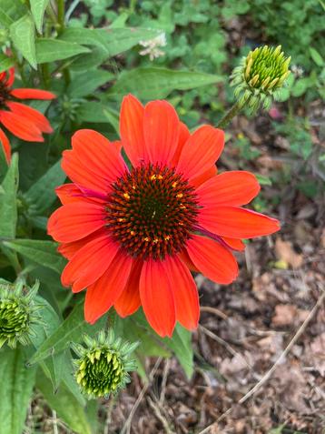 zaden rode Rudbeckia, vaste plant beschikbaar voor biedingen