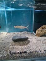 Hydrocynus Goliath, Tijgervis, Vis, Zoetwatervis