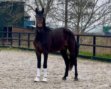 3 jarige dressuur ruin beschikbaar voor biedingen