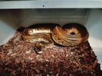 ball python mannen 2.0, Dieren en Toebehoren, Reptielen en Amfibieën, Slang, Tam, 3 tot 6 jaar