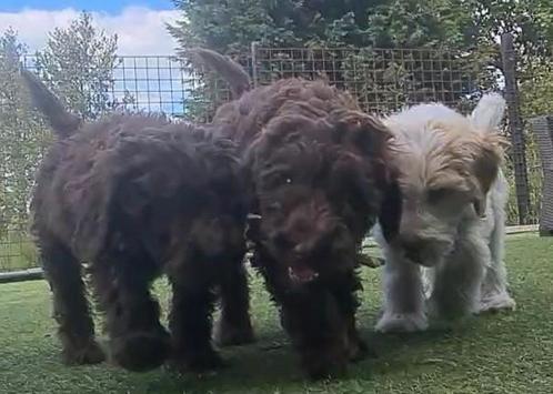 3 ukkies Labradoodle multigen pups, Dieren en Toebehoren, Honden | Retrievers, Spaniëls en Waterhonden, Meerdere dieren, Overige rassen