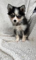 Nog 1. Pomsky pup MAG VERHUIZEN, CDV (hondenziekte), 8 tot 15 weken, Poolhond, Meerdere