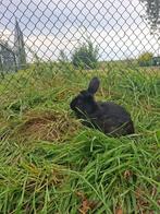 konijnen, Dieren en Toebehoren, Konijnen, Vrouwelijk, Middelgroot
