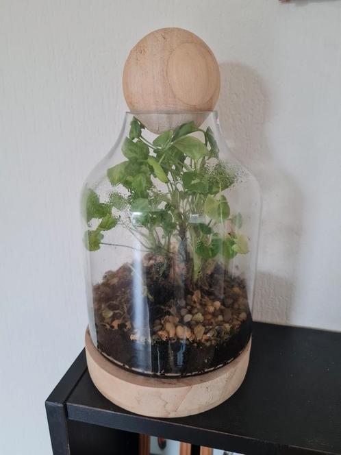 Planten terrarium met levende planten, Huis en Inrichting, Kamerplanten, Ophalen