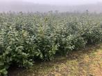 Te koop : Prunus novita , laurieren 120/140 cm, Ophalen of Verzenden, Laurier, 100 tot 250 cm