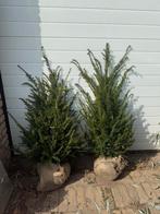 Taxus baccata in verschillende maten, Ophalen, Bloeit niet, Overige soorten, Volle zon